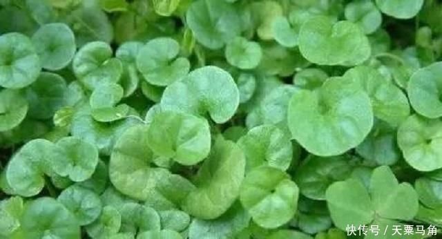 采摘|农村这种野草有剧毒,老农民却称它为“解毒王”,见到别随意采摘