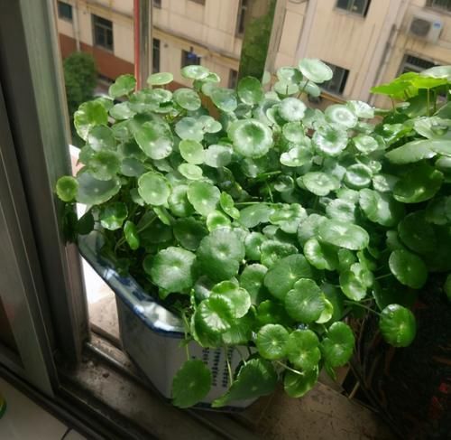 观赏性|卧室养花，就养4种小绿植，有生机好管理