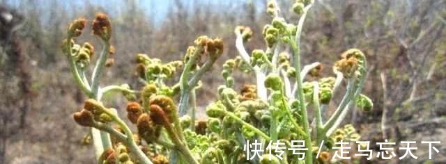 折耳根|中国最难吃的6类蔬菜，假如你全吃过，请允许我叫你一声“大神”