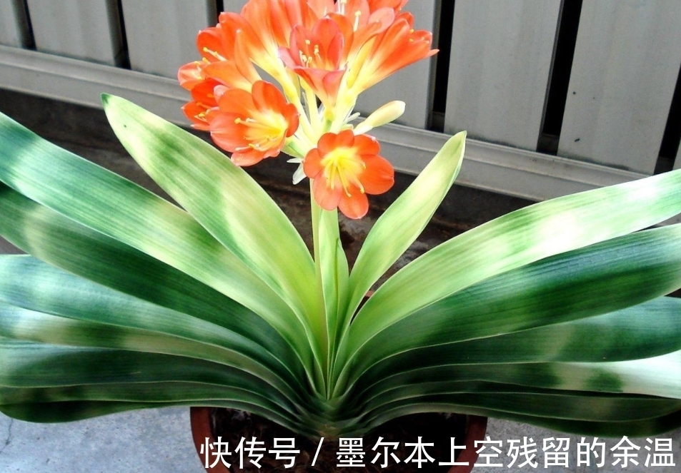 闲话君子兰和啤酒之间的关系、养护方法