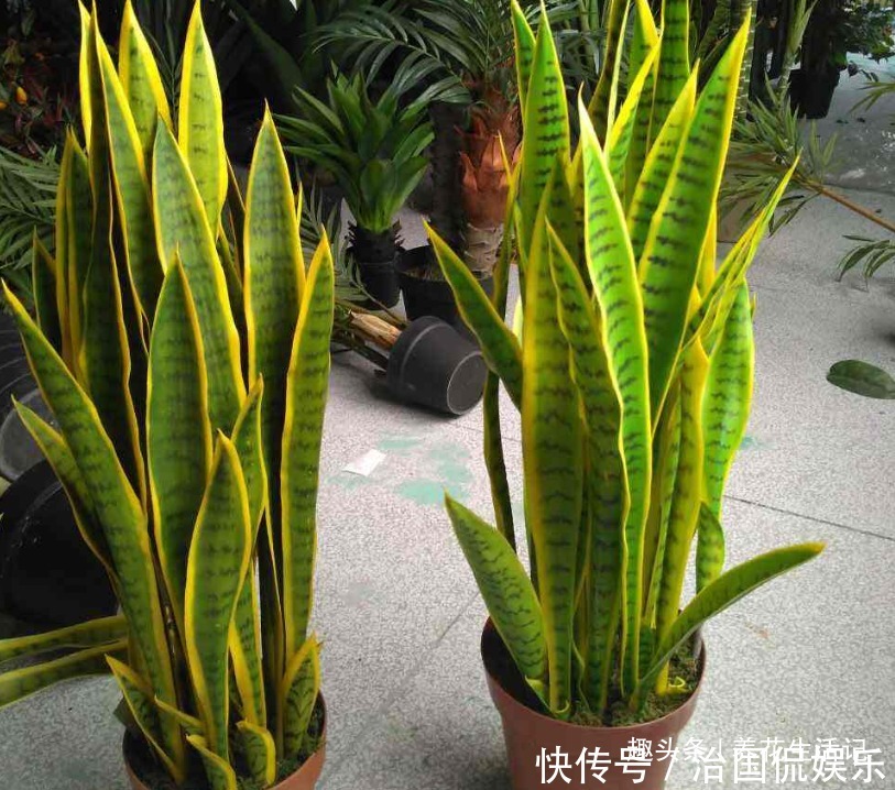 土壤|养虎皮兰不见长，用好“3个”小妙招，不久就“长高高”爆小芽！