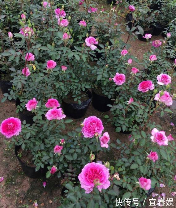 此花耐热耐旱,花色艳红,香气四溢,四季开花,誉为开花战斗机