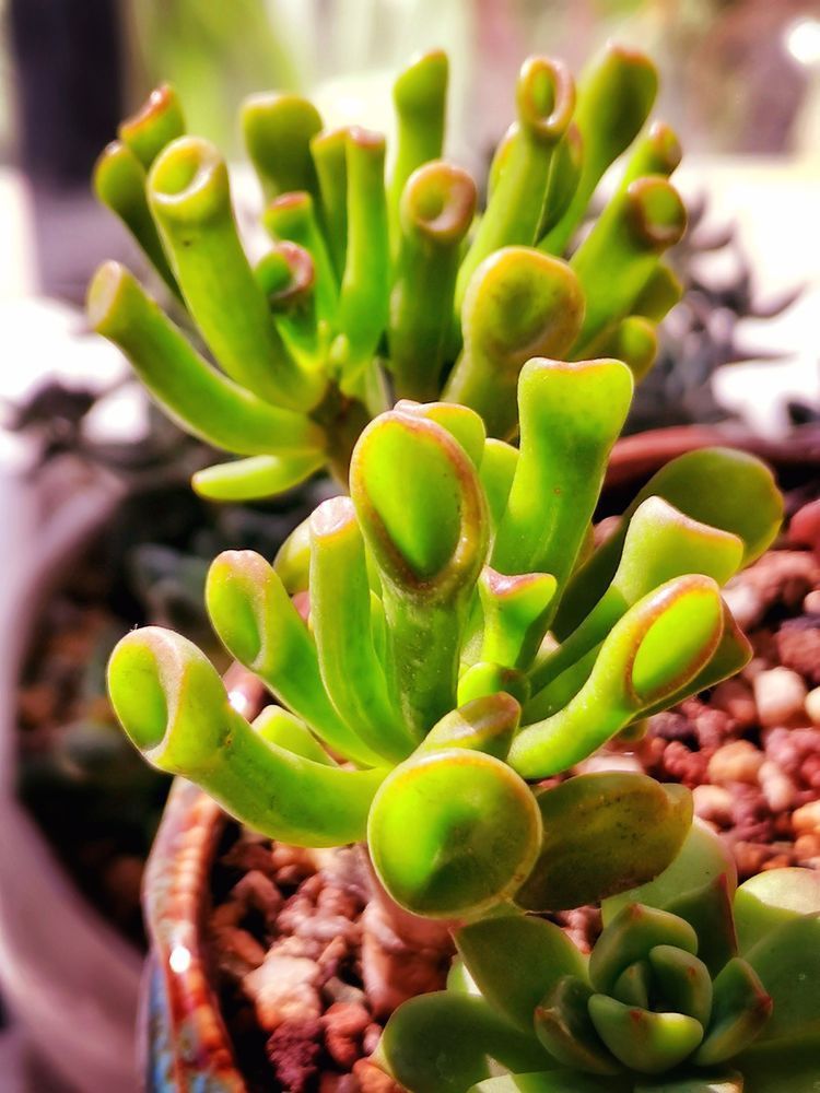 成长|与多肉一起走过的日子,见证多肉的成长过程!