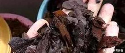 肥厚|君子兰不见长、不开花“2种料”扔盆里,新芽多,一年开花2次