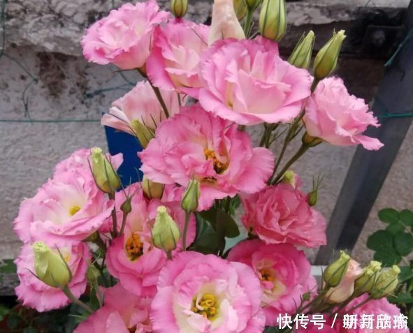 这一款世界名花,观赏价值非常高,花期很长而且好养易活