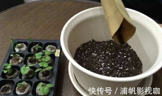 秋天|即将度夏成功想得太简单了，别让花毁在秋老虎手里！