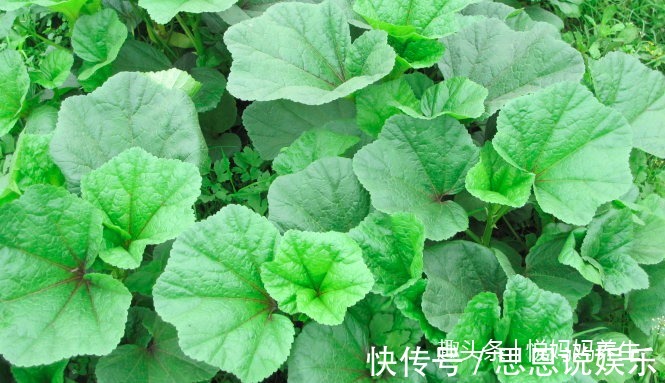 长寿菜|爱吃野菜的女人最美丽,这几种野菜可美容养颜、清热解毒、还减肥