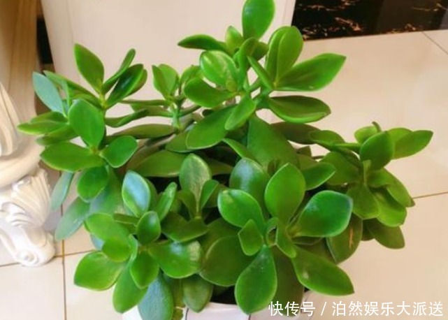 家里再小也要养的“镇宅花”,虽然很丑,但招财又进宝,寓意满满