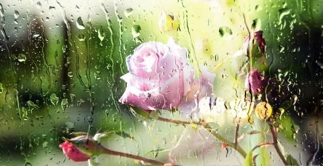 诗词$苏轼看到有人花前月下约会,写下一首词,字字惊艳,句句销魂