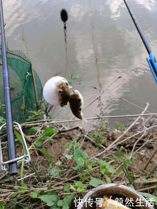 珠江流域河豚频现 有人钓到舍不得扔 河豚真的不能吃吗 快资讯