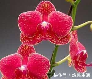 花卉|阳台养殖兰花类花卉要特别注意四个最为关键的问题