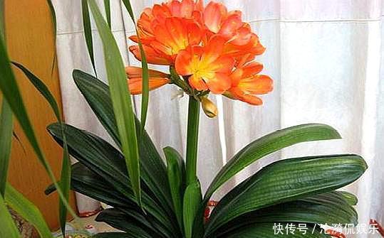 废油|养君子兰,盆边埋上几粒“豆”,比啥“废油”都靠谱,叶肥根系壮