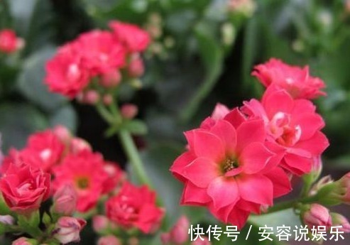 养殖|长寿花放在暗屋，有利于开花吗