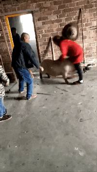 |搞笑GIF: 姜还是老的辣 以后再也不跟老丈人打牌了