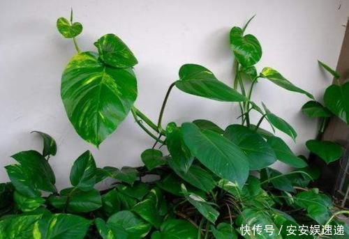 植物|懂养生的人,卧室常养此“5种花”,身心舒畅,好养好看