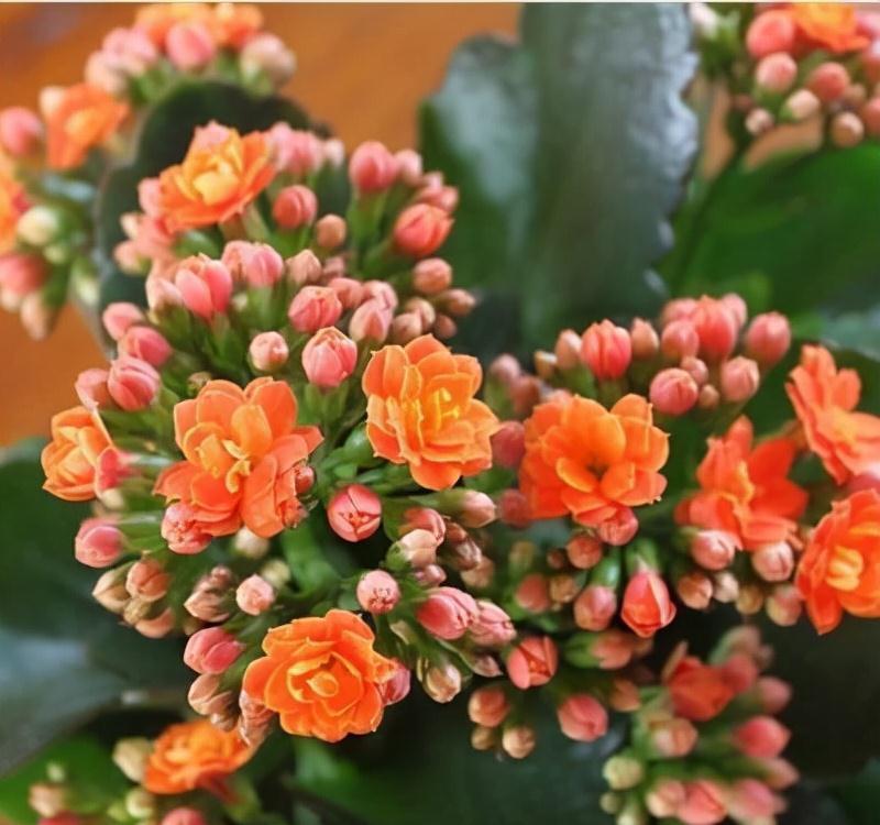 这3种花适合送长辈,好看又好养,还可以增福纳财