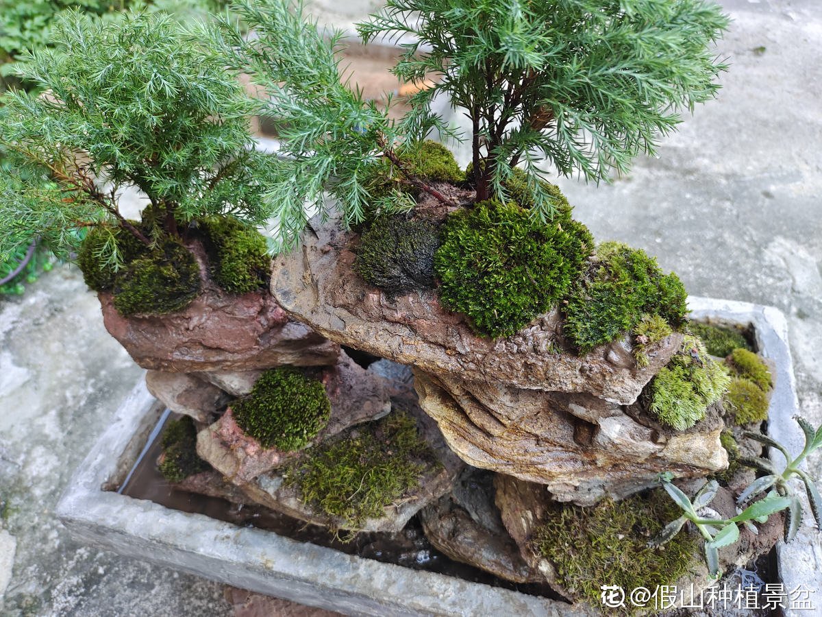 过来人|要想入养花坑，4个方面要考虑清楚，不然浪费时间浪费钱