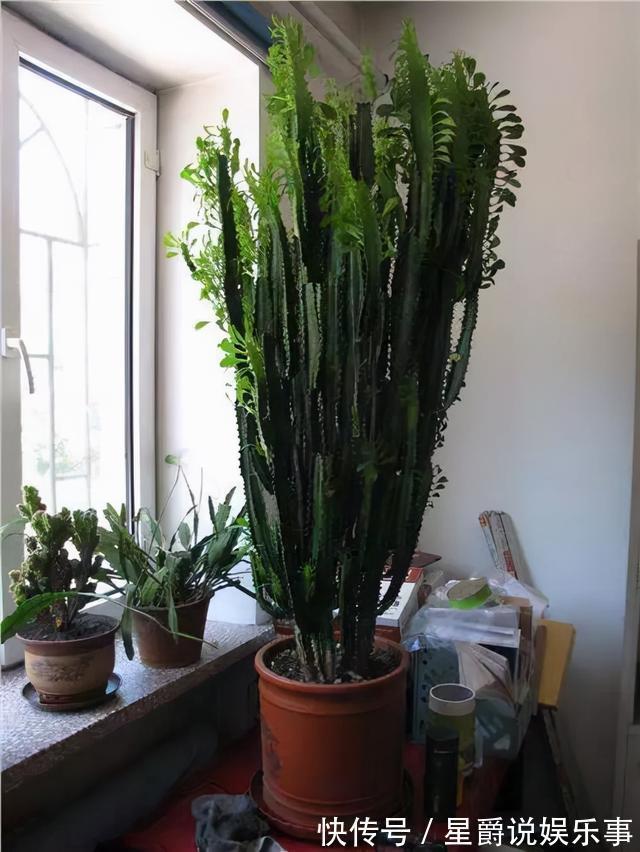 7种大盆栽,冬天正“虚弱”,赶紧断水,多浇一杯水,灌死一大片