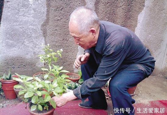 透气性|养花大爷透露这“3种料”放土里,比营养土还好用,养1盆爆1盆