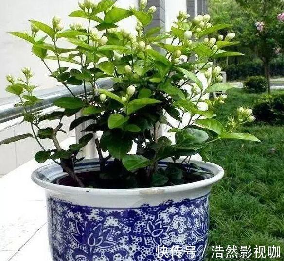 盆栽|春夏交替,养啥花省心简单家庭盆栽5款植物,装饰效果佳