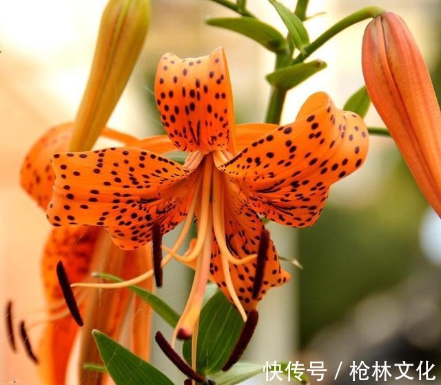 阳台养几株“百合花”,不知道攻略怎么开花,只长枝条不冒花苞