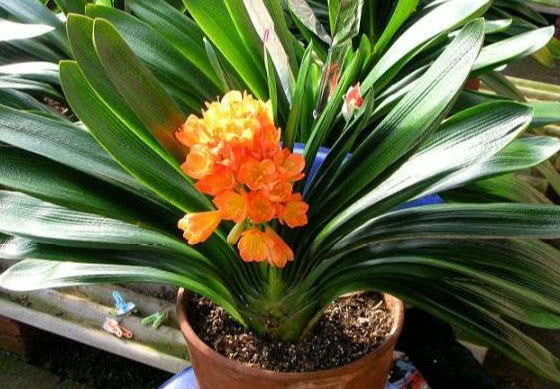 养“君子兰”记住4点，叶片整齐、不夹箭，一次开出几十朵花，美