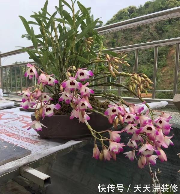 名花|6种“健康”花,寓意好又吉利,家里多养一盆,全家少生病