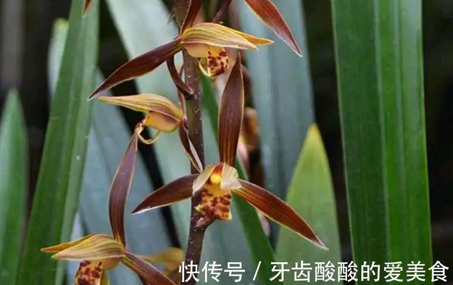 墨兰盆栽能在室内养吗？该怎么呵护好？