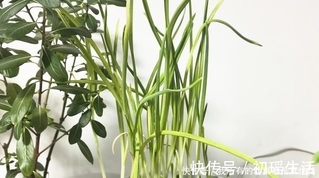 芝麻油|一人在家,煮碗面最省时间,10分钟出锅,又省事又好吃还热乎