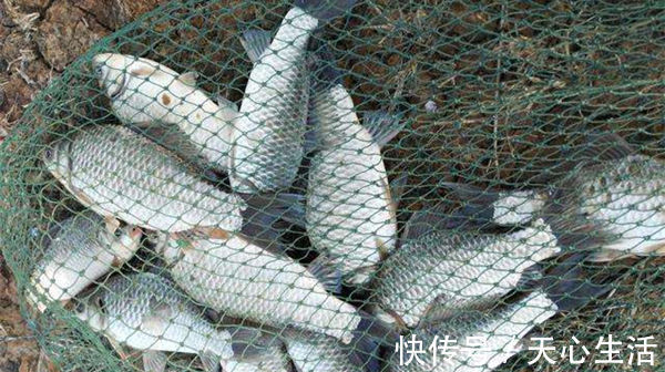 五款自制饵料配方,鲫鱼疯狂着迷,杂鱼不沾,盛夏野钓大板鲫必备