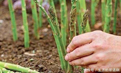 2种菜长得可真快,埋在盆里几天就能吃一茬,比养花都简单!