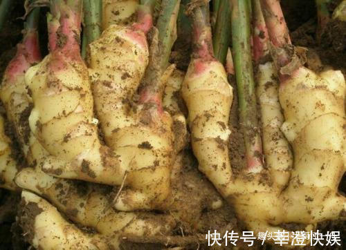 原来保存生姜这么简单，一次放10斤，随吃随取，放半年都不坏