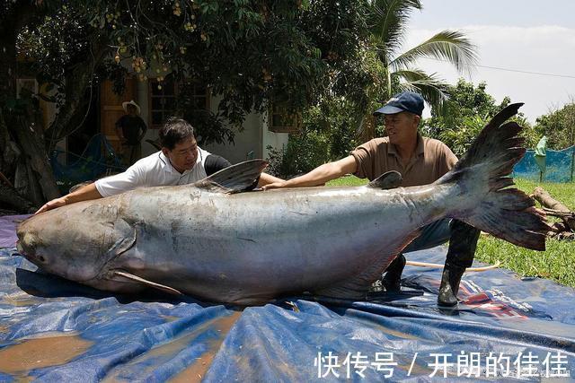 江西男子钓起“巨型鲶鱼”，网友调侃“鱼头比你的头还大”