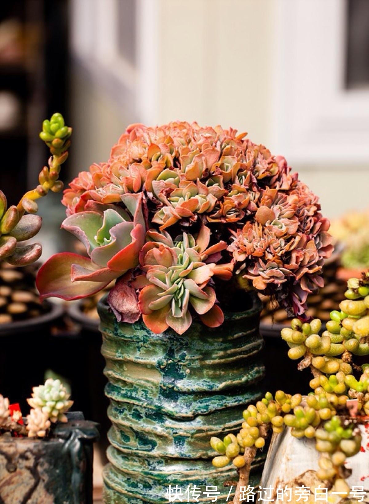 浇水|多肉植物如何浇水？养多肉需要注意的几个点，分享给你