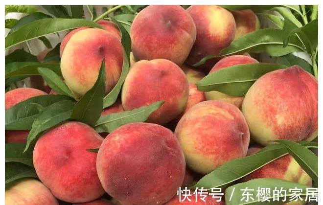 果蒂|买桃子别只知道看大小,记住这5点,买到的桃子个个新鲜又好吃