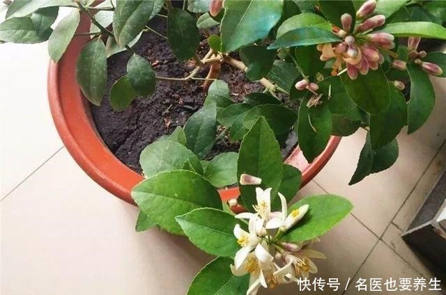 花香堪比香水,邻居大妈都追着问,眼馋极了!