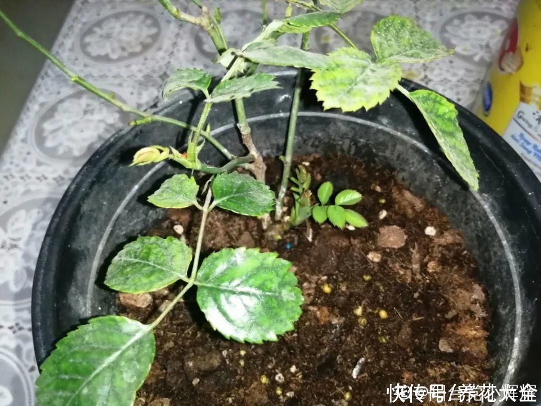 君子兰开完，会有3个“后遗症”，一定要重视