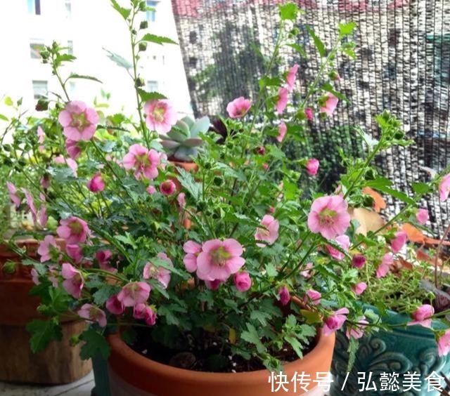 水培|3种枝条泡水里,10天长根,一次开花100朵,水培成活率更高!