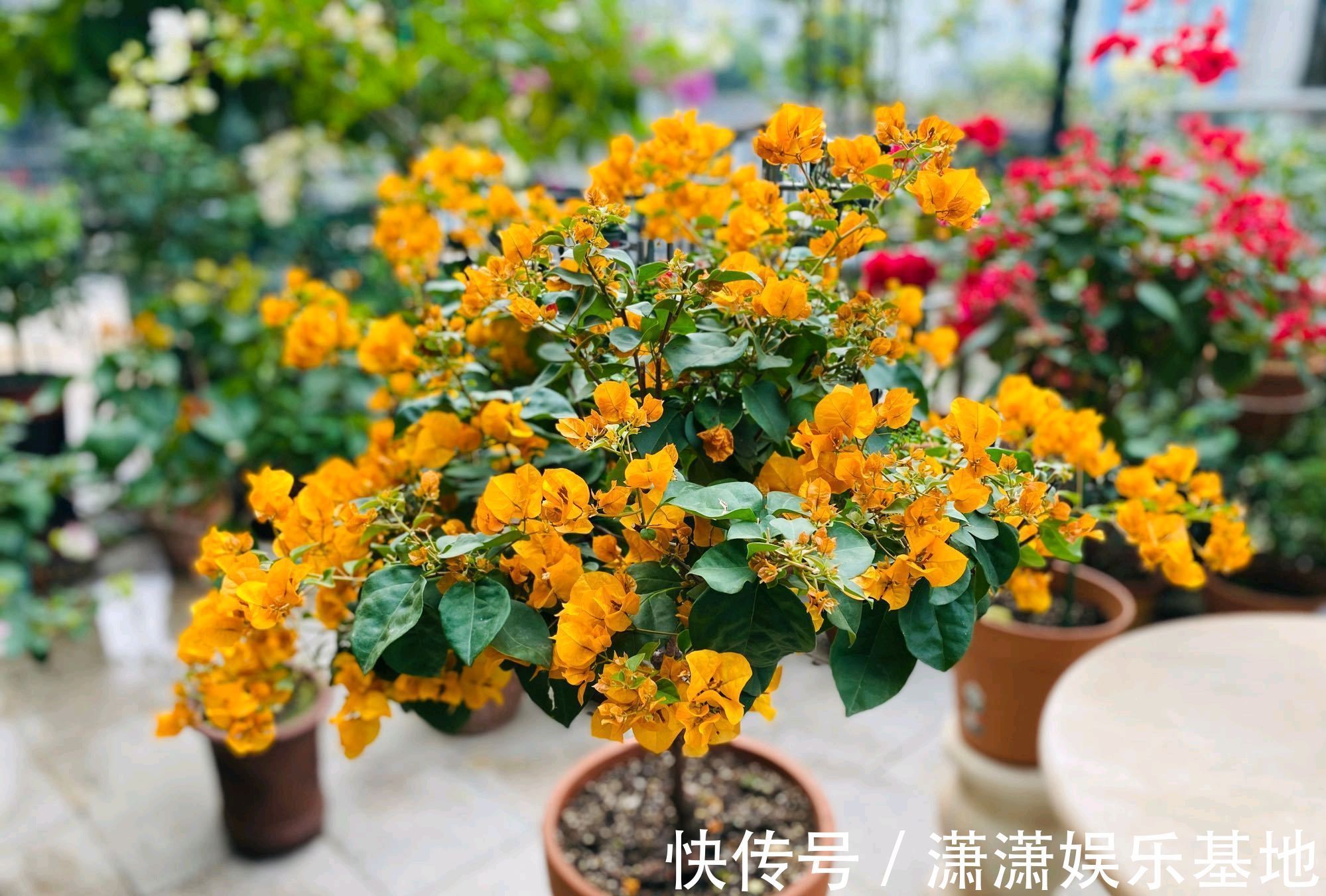 施肥|买回来的三角梅，掉花以后很难再次开花，控水施肥晒太阳也没用？