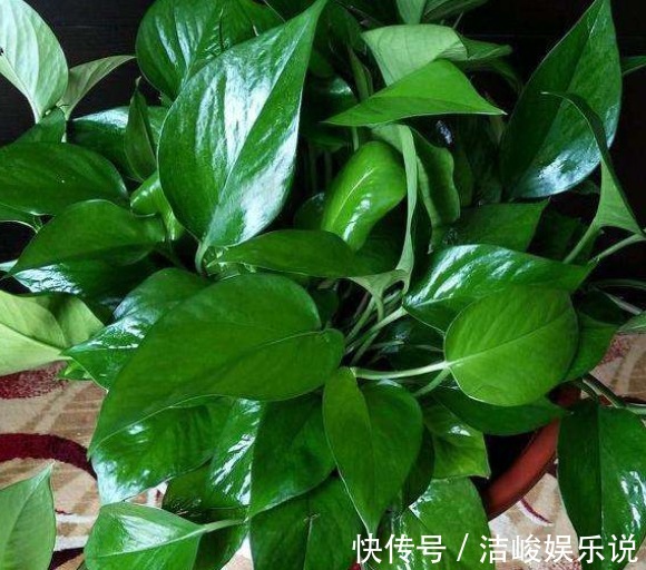 植物|植物黄叶原因有“五点”，只要做得对，立马变油绿