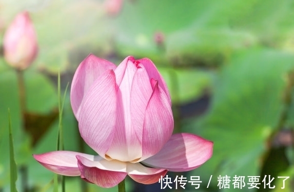 福星高照|步入年底,4属相福星高照,横财不断,桃花旺盛,爱情甜蜜