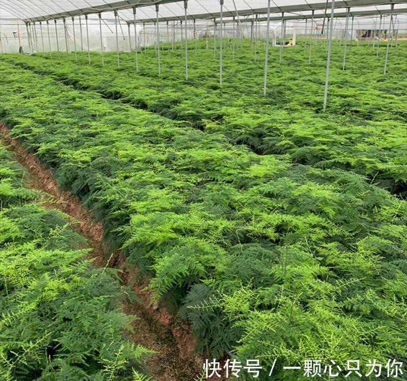 室内养一盆文竹,四季常青有活力