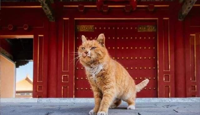 老年|故宫里的猫被称为皇家御猫，原来这些猫的来历不简单