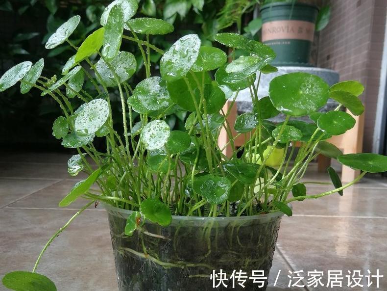喜水花非它莫属，家中养一盆，健康又环保，简直赚到了
