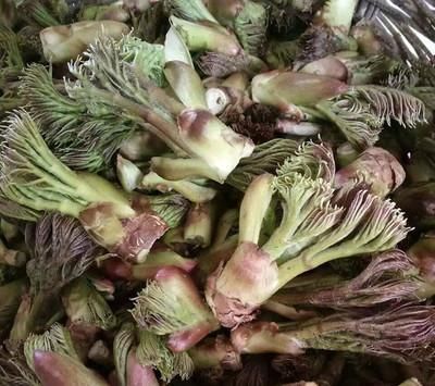  过去是农民救命粮，如今成了高档野菜，人称“虎阳刺”