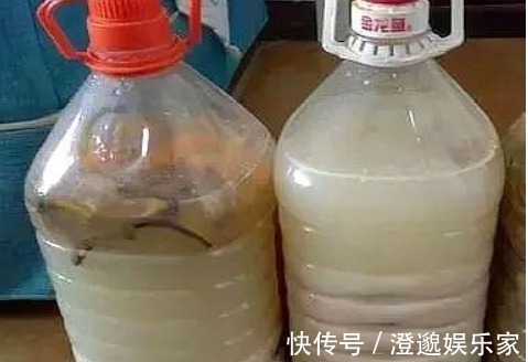 酸性|养栀子花，10天喂上几滴“它”，新芽长不停，叶片翠绿开花“旺”