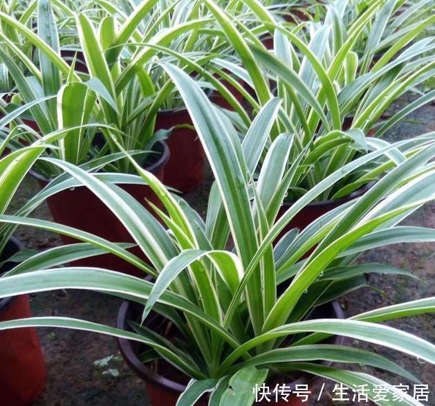 叶子|金边吊兰这样养,不用买就能种,叶子大颜色漂亮,一年长爆盆!