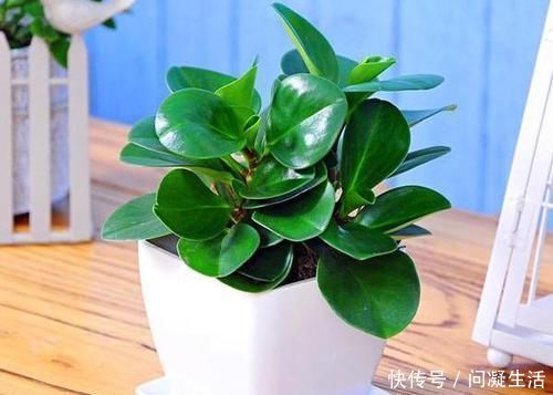 净化|卧室长期放盆栽，失眠的人就选2种，好看又好养，净化效果好