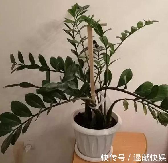 喜欢养殖花草植物，怕管理难新手扦插此3种分分钟收获多盆