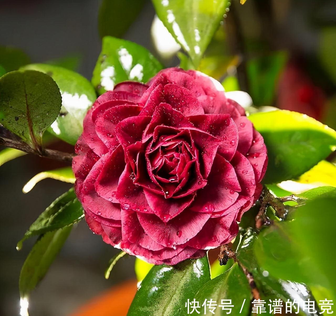 这“三茶花”不怕冷,零下30℃也能开花,单朵可持续绽放一整季